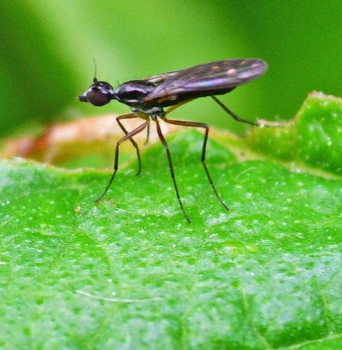 Réf. 342 711 : Dolichocephala sp.
